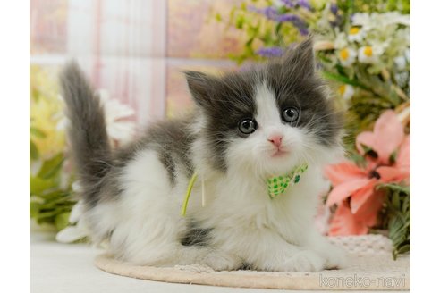 成約済の神奈川県のノルウェージャンフォレストキャット-107664の4枚目