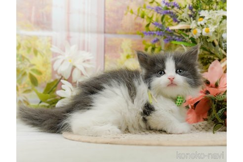 成約済の神奈川県のノルウェージャンフォレストキャット-107664の3枚目