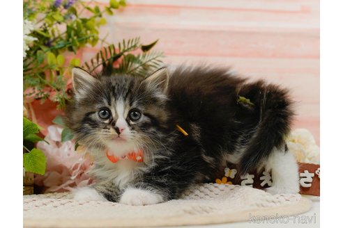 成約済の神奈川県のノルウェージャンフォレストキャット-107665の9枚目