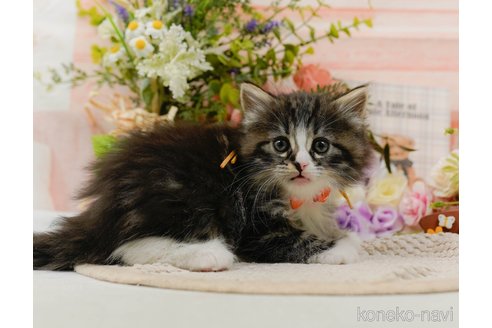成約済の神奈川県のノルウェージャンフォレストキャット-107665の6枚目