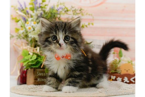 成約済の神奈川県のノルウェージャンフォレストキャット-107665の2枚目