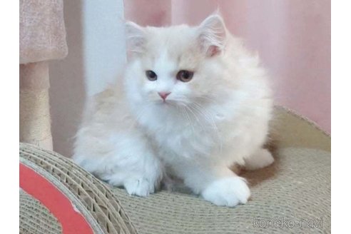 商談中の愛媛県のミヌエット-107671の6枚目