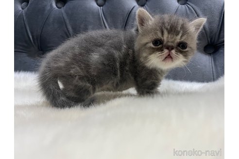 成約済の鹿児島県のエキゾチックショートヘア-106884