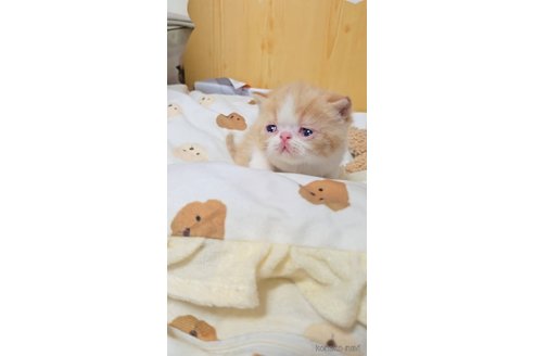 販売中の長野県のエキゾチックショートヘア-107683の3枚目