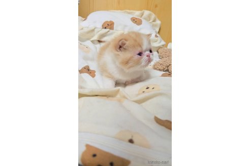 販売中の長野県のエキゾチックショートヘア-107683の4枚目