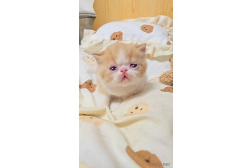 販売中の長野県のエキゾチックショートヘア-107683の2枚目