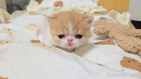 販売中の長野県のエキゾチックショートヘア-107684の3枚目