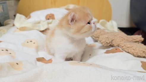 販売中の長野県のエキゾチックショートヘア-107684の4枚目