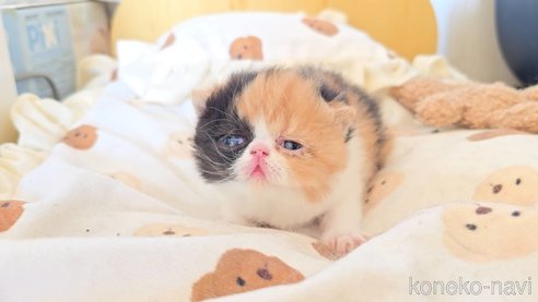 商談中の長野県のエキゾチックショートヘア-107686の4枚目