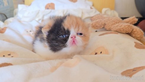 商談中の長野県のエキゾチックショートヘア-107686の3枚目
