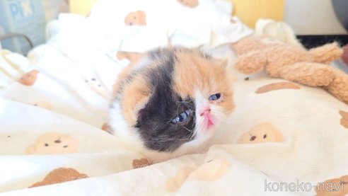 商談中の長野県のエキゾチックショートヘア-107686の5枚目