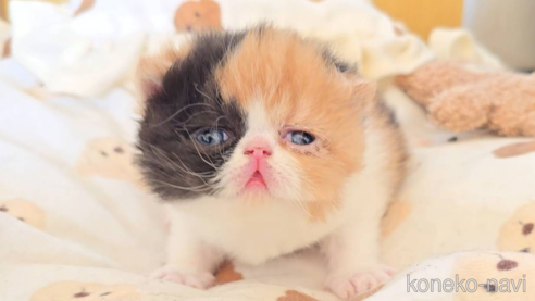 商談中の長野県のエキゾチックショートヘア-107686