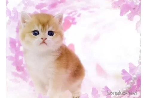 成約済の岐阜県のブリティッシュショートヘア-107691の2枚目
