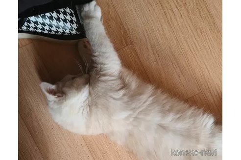 販売中の兵庫県のマンチカン-107693の6枚目