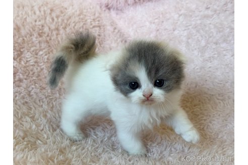 成約済の三重県のスコティッシュフォールド(折れ耳)-107731の9枚目