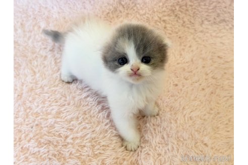 成約済の三重県のスコティッシュフォールド(折れ耳)-107731の11枚目