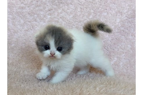 成約済の三重県のスコティッシュフォールド(折れ耳)-107731の5枚目