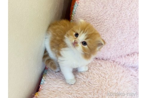 成約済の三重県のスコティッシュフォールド(折れ耳)-107734の9枚目