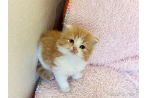 成約済の三重県のスコティッシュフォールド(折れ耳)-107734の11枚目