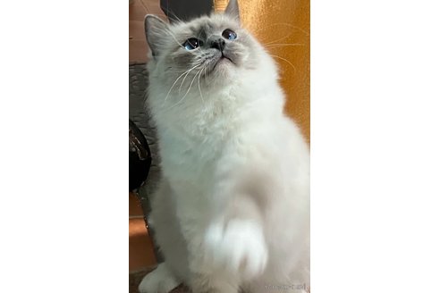 花桃(カレン )ちゃん1枚目