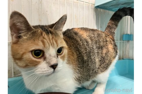 販売中の愛知県のマンチカン(短足)-107740の6枚目