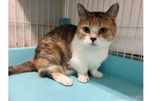 販売中の愛知県のマンチカン(短足)-107740の7枚目