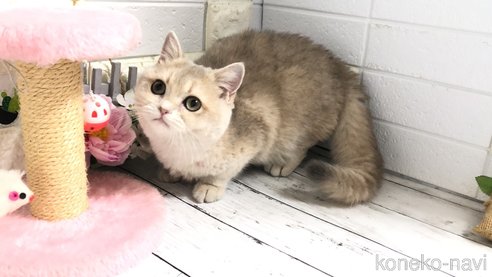 成約済の埼玉県のブリティッシュショートヘア-96681の13枚目