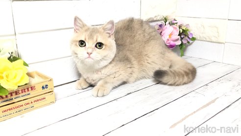 成約済の埼玉県のブリティッシュショートヘア-96681の5枚目