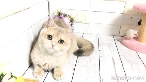 成約済の埼玉県のブリティッシュショートヘア-96681の6枚目