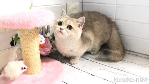 成約済の埼玉県のブリティッシュショートヘア-96681の7枚目