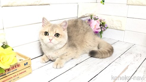 成約済の埼玉県のブリティッシュショートヘア-96681の10枚目