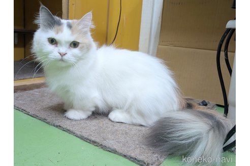 うずらちゃんちゃん1枚目