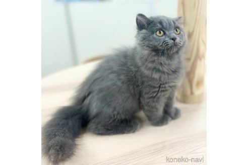 成約済の神奈川県のスコティッシュフォールド-103291の3枚目