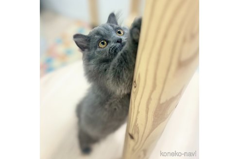 成約済の神奈川県のスコティッシュフォールド-103291の2枚目