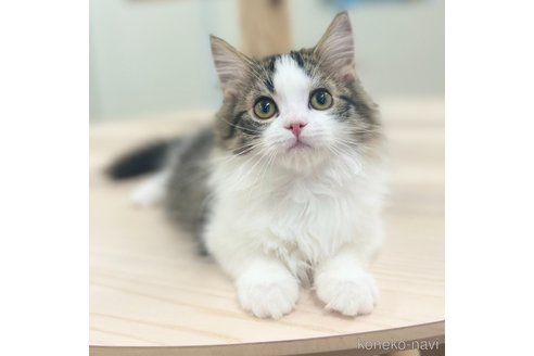成約済の神奈川県のスコティッシュフォールド-102015の3枚目