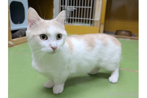 オリーブちゃんちゃん1枚目