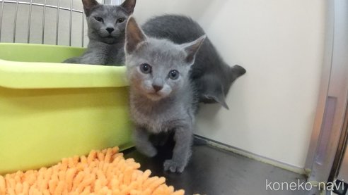 成約済の愛知県のロシアンブルー-106829の2枚目