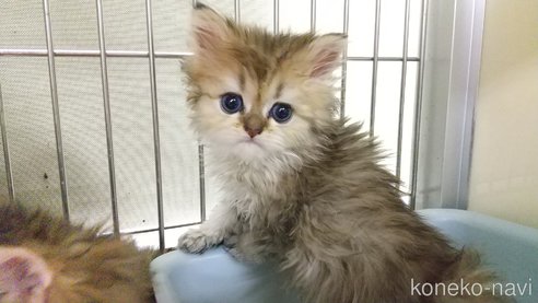 成約済の愛知県のペルシャ(チンチラ)-106824の1枚目