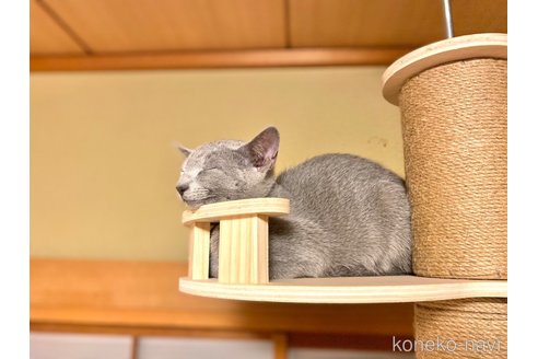 成約済の埼玉県のロシアンブルー-100804の3枚目