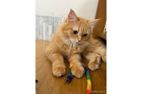 チャコちゃんちゃん1枚目