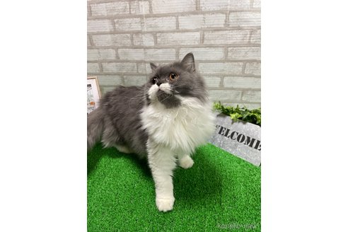 成約済の岐阜県のスコティッシュストレート-107788の2枚目