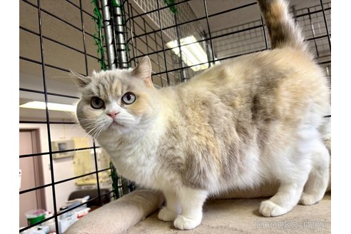 成約済の千葉県のスコティッシュストレート-98658の5枚目