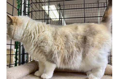 成約済の千葉県のスコティッシュストレート-98658の3枚目