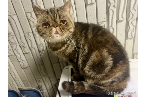 成約済の千葉県のエキゾチックショートヘア-82430の5枚目
