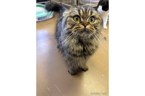 成約済の千葉県のスコティッシュフォールド(折れ耳)-93652の2枚目