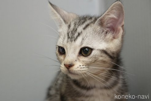 成約済の埼玉県のアメリカンショートヘア-102248の11枚目