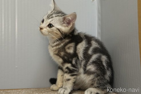 成約済の埼玉県のアメリカンショートヘア-102248の9枚目