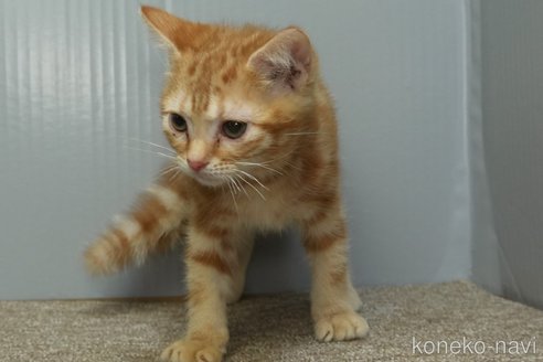 成約済の埼玉県のアメリカンショートヘア-104151の8枚目