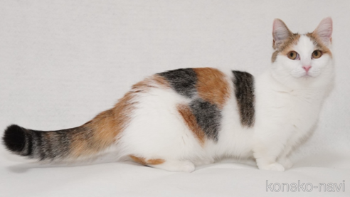 F6-080418 可愛い子猫ちゃんたち 美術品・アンティーク・コレクション