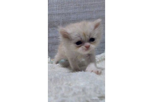 成約済の熊本県のエキゾチックショートヘア-107346の9枚目